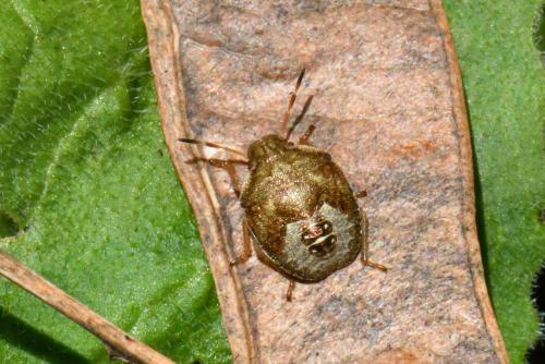 Réf. 238 136 : Peribalus strictus vernalis